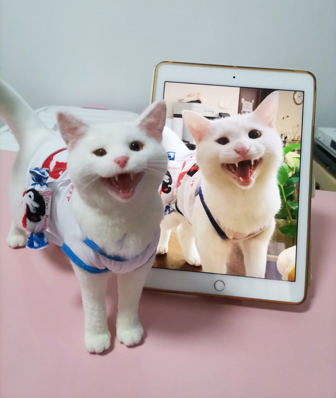 🔥🔥🔥Handmade custom pet wool felt(Free shipping)